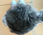 頭頂部写真-20140406.jpeg